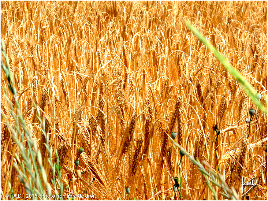 blé plateau de valensole