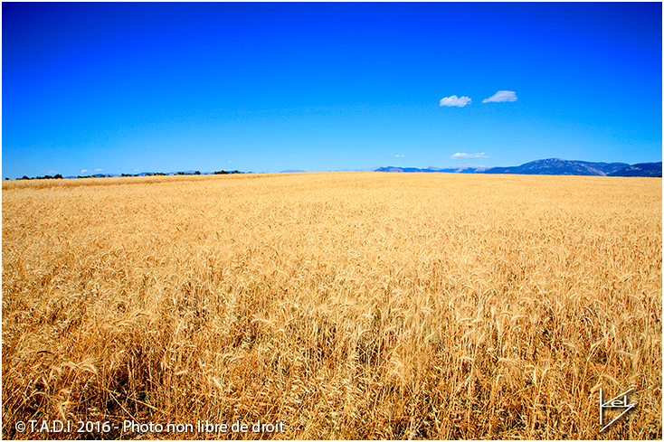 blé plateau de valensole